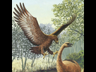 https://image.noelshack.com/fichiers/2023/29/2/1689695753-giant-haasts-eagle.jpg