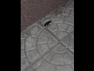 https://image.noelshack.com/minis/2023/29/3/1689797016-20230719-230141.png