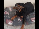 https://image.noelshack.com/fichiers/2023/29/4/1689845606-chienne-vol.jpg