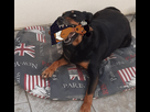 https://image.noelshack.com/fichiers/2023/29/4/1689846464-chienne-vol-mange-under.jpg