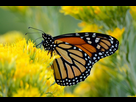 https://image.noelshack.com/fichiers/2023/29/5/1689958819-3-monarch-butterfly-joe-schelling-compressed-for-web.jpg