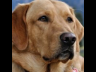 https://image.noelshack.com/minis/2023/30/2/1690282208-labiteduchien-600152d69392c202e1e4044fb111dacf.png