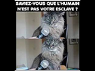 https://image.noelshack.com/fichiers/2023/30/3/1690365306-sans-titre.jpg