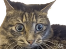 https://image.noelshack.com/minis/2023/30/4/1690493149-img-20230727-231507-removebg-preview.png