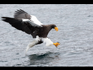 https://image.noelshack.com/fichiers/2023/30/5/1690500421-1200px-haliaeetus-pelagicus-touchdown.jpg