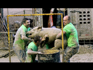 https://image.noelshack.com/fichiers/2023/31/2/1690871516-pig-wrestling-close-up.jpg