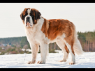 https://www.noelshack.com/2023-31-2-1690896229-saint-bernard-dog-st-bernard-standing-snow.jpg