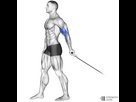 https://image.noelshack.com/fichiers/2023/31/5/1691151846-one-arm-cable-bicep-curl-1000x1000.jpg