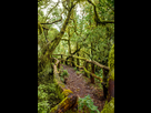 https://image.noelshack.com/fichiers/2023/31/6/1691231170-52900067-evergreen-forest-in-garajonay-national-park-with-tourist-footpath-on-la-gomera-island-in-spain.jpg