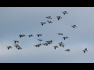 https://image.noelshack.com/fichiers/2023/32/2/1691493044-barnacle-geese-flock-feb-28-scaled.jpg