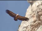 https://image.noelshack.com/fichiers/2023/32/2/1691493250-griffon-vulture-gyps-fulvus-in-flight.jpg