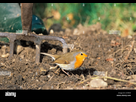 https://image.noelshack.com/fichiers/2023/32/2/1691493366-robin-erithacus-rubecula-feeding-on-worms-disturbed-by-digging-gardener-a19r39.jpg