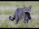 https://image.noelshack.com/fichiers/2023/34/1/1692619922-le-chat-sauvage-fraie-t-il-avec-ses-cousins-domestiques-on-le-saura-sans-doute-bientot-photo-archives-lbp-1480192111.jpg