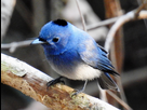 https://image.noelshack.com/fichiers/2023/34/5/1692978347-black-naped-monarch-3-768x582.png