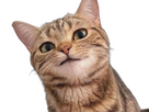 https://image.noelshack.com/minis/2023/34/5/1692995207-1692959381649024.png