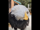 https://image.noelshack.com/fichiers/2023/35/2/1693263380-screenshot-2023-08-29-at-00-56-04-didyouknow-bald-eagle-s-have-over-7-000-feathers-birds-baldeagle-natureisamazing.png