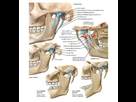 https://image.noelshack.com/fichiers/2023/35/6/1693664467-temporomandibular-joint-anatomy.jpg