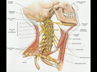 https://image.noelshack.com/fichiers/2023/35/6/1693664932-cervical-plexus.jpg