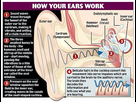 https://image.noelshack.com/fichiers/2023/35/6/1693665692-deafness-breakthrough-as-scientists-create-tiny-ear-hairs-from-stem-cells.jpg