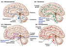 https://image.noelshack.com/fichiers/2023/35/6/1693667559-neurotransmitters-involved-in-the-dream-process.jpg