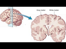 https://image.noelshack.com/fichiers/2023/35/6/1693671787-reading-and-white-matter-in-the-brain-keys-to-literacy.jpg