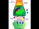 https://image.noelshack.com/fichiers/2023/35/6/1693671934-ssris-selective-serotonin-reuptake-inhibitors-anxiety-boss.jpg