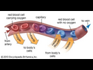 https://image.noelshack.com/fichiers/2023/35/6/1693685258-capillary-anatomy-1.jpg