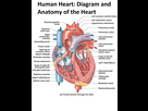 https://image.noelshack.com/fichiers/2023/35/6/1693685298-the-human-heart-diagram-display-poster-diagram-and-anatomy-of-etsy.jpg