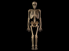 https://image.noelshack.com/fichiers/2023/35/6/1693685619-skeleton-full-body-kohichi-waseda.jpg