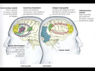 https://image.noelshack.com/fichiers/2023/35/6/1693686492-les-differents-types-de-memoire-la-memoire-humaine.jpg