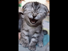 https://image.noelshack.com/minis/2023/35/7/1693740793-laughing-kitty-cat.png