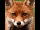 https://image.noelshack.com/minis/2023/36/3/1694012973-fox.png
