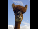 https://image.noelshack.com/minis/2023/36/4/1694065667-46ee403858936d5c564aa414b3b91e93.png
