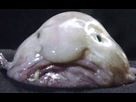 https://image.noelshack.com/fichiers/2023/38/2/1695129944-blobfish-090022.png
