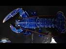 https://www.noelshack.com/2023-38-2-1695136621-1200x680-sc-homard-bleu.jpg