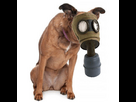 https://image.noelshack.com/fichiers/2023/39/5/1695973222-dog-gas-mask.jpg