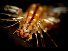 https://image.noelshack.com/fichiers/2023/39/5/1696024344-housecentipedecloseup.jpg