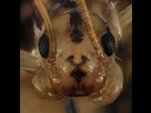 https://image.noelshack.com/fichiers/2023/39/5/1696024595-house-centipede-face-beltsville-2014-04-21-18-44-09-zs-pmax-14053176887.jpg