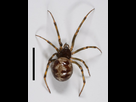 https://image.noelshack.com/fichiers/2023/39/6/1696036576-640px-steatoda-triangulosa-walckenaer-1802-1638441185.jpg