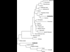 https://image.noelshack.com/fichiers/2023/40/1/1696200773-hla-drb1-dendrogram-performed-with-neighbour-joining-method-showing-genetic-relatedness.png