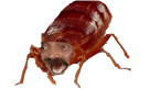 https://image.noelshack.com/minis/2023/40/4/1696476409-punaised.png
