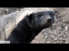 https://image.noelshack.com/fichiers/2023/40/4/1696505808-ratel-deter.jpg