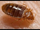 https://image.noelshack.com/minis/2023/40/5/1696621003-punaise-de-lit-bed-bug-cimex-lectularius.png