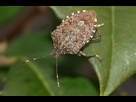 https://image.noelshack.com/fichiers/2023/41/1/1696883105-halyomorpha-usda-ars.jpg