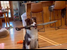 https://www.noelshack.com/2023-41-2-1696931210-meet-pinto-bean-the-sword-fighting-dog-449de22a.jpeg