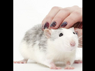 https://image.noelshack.com/fichiers/2023/41/2/1696931578-rat.jpg