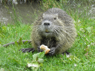 https://image.noelshack.com/fichiers/2023/42/1/1697461055-ragondin-myocastor-coypus-19.jpg