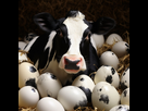 https://image.noelshack.com/fichiers/2023/42/5/1697816037-rosarielle-cows-eggs-black-and-white-cow-eggs-06442bff-644c-4112-9d13-df7a52800425.jpg