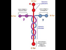 https://image.noelshack.com/fichiers/2023/42/6/1697921705-structure-de-la-laminine.jpg