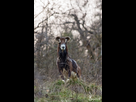 https://image.noelshack.com/fichiers/2023/44/1/1698692168-2-mouflon-chartreuse.jpg